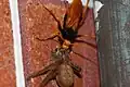 Orange spider wasp with huntsman spider - Sydney, NSW