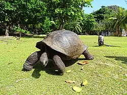 Aldabra giant tortoise living in Curieuse Marine National Park