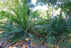 Cycas_angulata_(Cycas_couttsiana)_-_Marie_Selby_Botanical_Gardens_-_Sarasota,_Florida_-_DSC01333