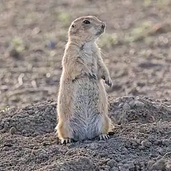 Brown prairie dog