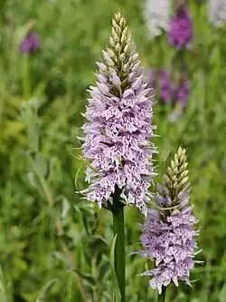 The labellum has purple stripes, the two lateral lobes are remote and shorter than the median lobe.