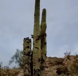 Damaged Carnegiea gigantea cactus on Silly Mountain, Arizona.