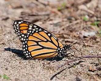 Male Monarch butterfly mud-puddling