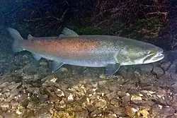 Danube Salmon - Huchen (Hucho hucho) swimming against the current underwater in the Drina river.