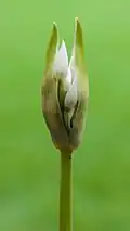 Flower bud