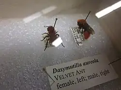 Two preserved Dasymutilla aureola specimens from a museum