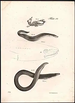 Mollusca Plate 53