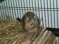 Common degu in captivity