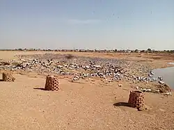 Demoiselle Cranes at Khichan.