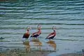 Black-bellied whistling ducks near Saltsburg in Pennsylvania.