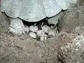 Laying eggs