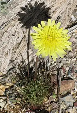 Flower and leaves