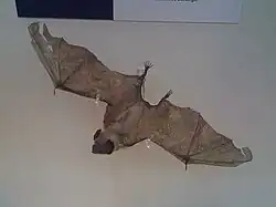 The image depicts a taxidermied common vampire bat.