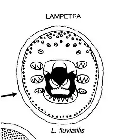 Diagram of teeth and multicuspid laminae of Lampetra fluviatilis