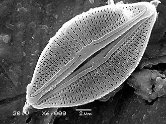 Diatoms have glass like cell walls made of silica and called frustules.[146]