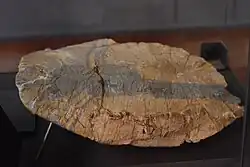 Dinosauria - Elochelys