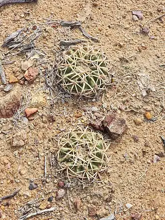 Plant growing in habitat in Bahia, Brazil