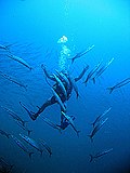 Diver in school of barracudas at Koh Tao Thailand 2004