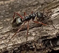 Dolly Ant (Dolichoderus doriae) in Australia