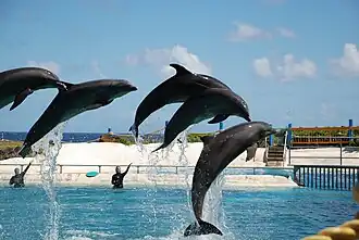 Dolphins at the park