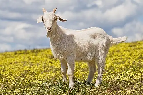 A two-month-old kid in a field of capeweed