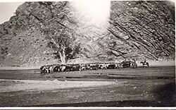 Cattle in Emily Gap, 1938 - 1948