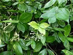 Dracaena surculosa var. maculata