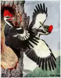 Pileated woodpecker, from Birds of New York (1910–1914)