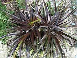 DYCKIA Cherry Coke (1 of 3)
