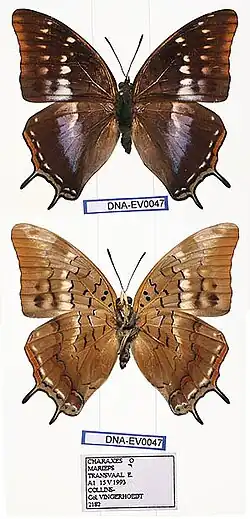 photo of two Charaxes marieps