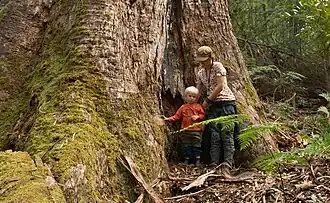 Old growth forest, near Errinundra National Park.