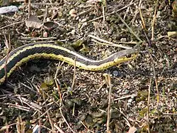 T. s. sirtalis (Ontario specimen)