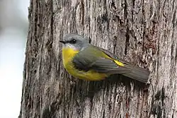 Gibraltar Range NP, New South Wales