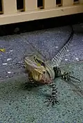 Eastern water dragon at Brisbane Botanic Gardens