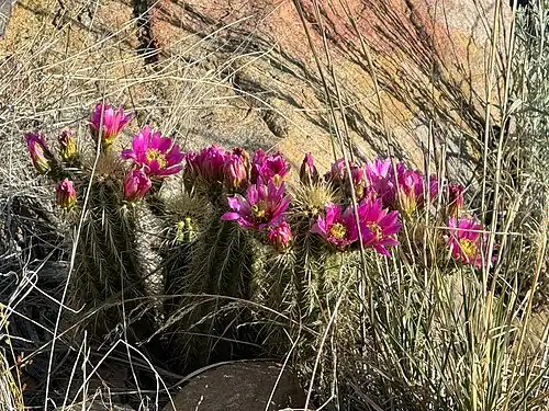 Habitat in Swift Trail Junction, Arizona