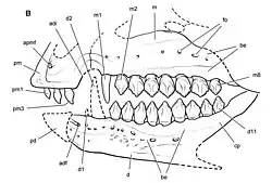 Reconstruction of the skull of Echinodon
