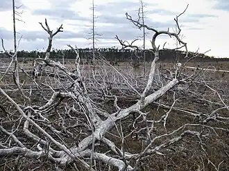 Torsburgen after the fire