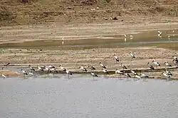 Egrets in Mundur pond
