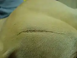 EDS in the same dog showing an atrophic scar