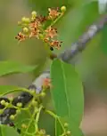 E. saligna var. membranifolia flowers. Note that these flowers are at the end of their lifespan. The brown colouration is not normal for live flowers, which are green-white.