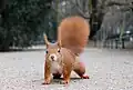 Red squirrel