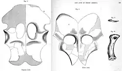Illustrations of plated bones with holes