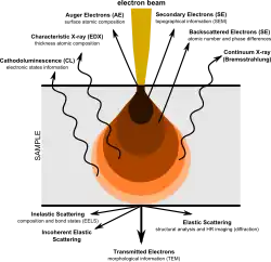 Pictorial diagram showing signals generated when an electron beam interacts with a sample of matter. At the top, the primary electron beam impinges on the sample. Various types of emissions are shown in order of increasing penetration depth of the beam. Near the top are Auger Electrons, followed by Secondary Electrons, then Backscattered Electrons, all emerging in the general direction towards the impinging beam. Next are four types of radiation (shown with wavy arrows): Characteristic X-rays, Continuum X-rays, Cathodo-luminescence, and Fluorescent X-rays. The later two are shown as being emitted from the same depth. Finally, shown having passed through the body of the sample are, in increasing order of angular displacement from the beam axis, Transmitted Electrons, Diffracted Electrons, and Scattered Elections.
