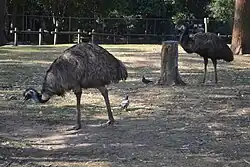Emus