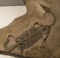 Endennasaurus