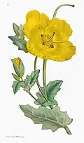 Yellow-horned Poppy. Plate 8. Vol 1 (1st. Ed. 1791)