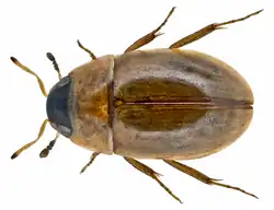 Enochrus esuriens