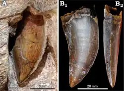 Close-up photographs of a pointed and slightly curved dinosaur tooth