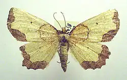Female of Epione vespertaria. Mounted specimen