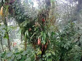 Small epiphytic ferns and other plants growing up a tree trunk